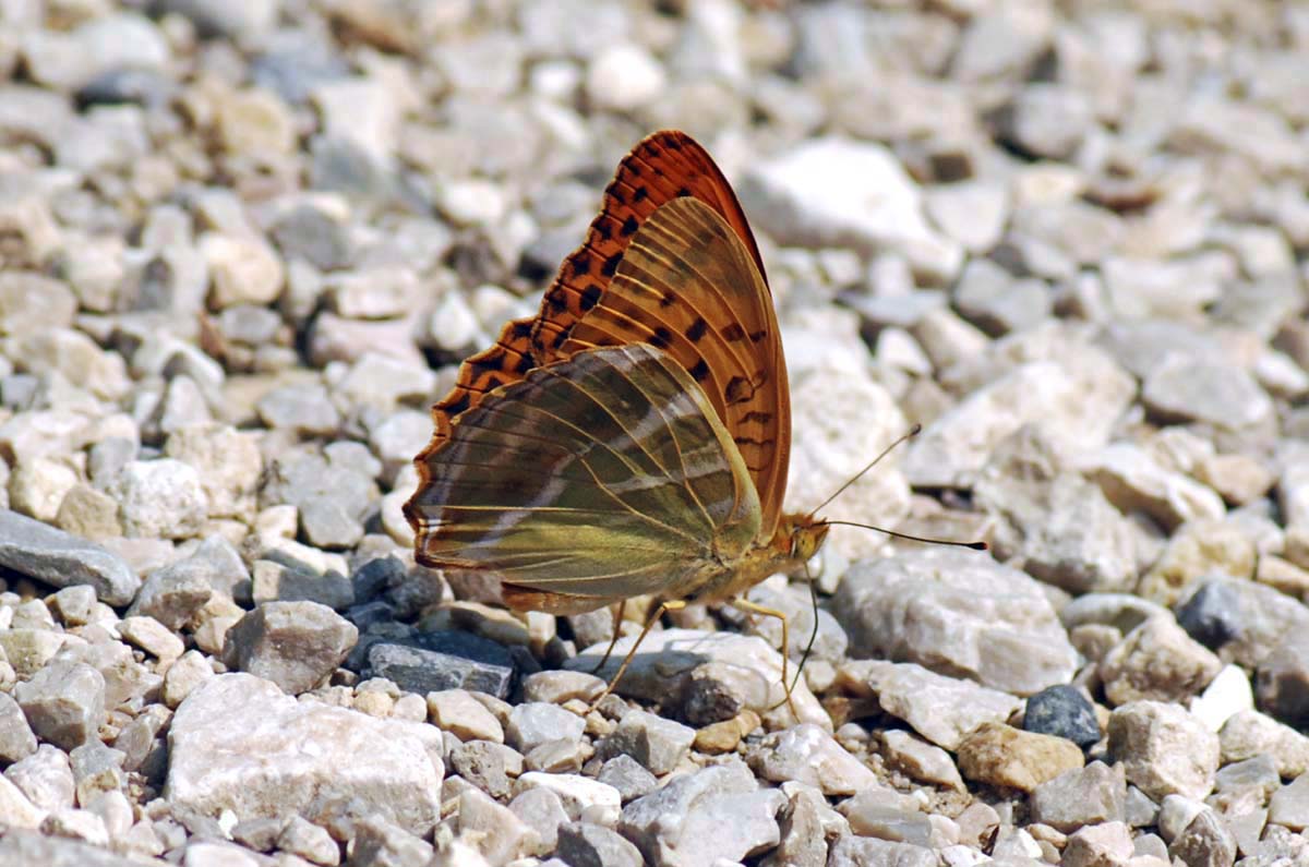 Argynnis pandora?